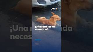 Perrito aprovecha mega fuga de agua para refrescarse mientras esperan a las autoridades