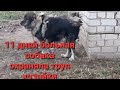 11 дней больная собака охраняла труп хозяйки /For 11 days,the sick dog guarded the owner's corpse