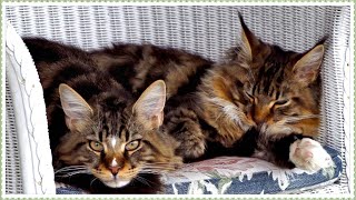 Maine Coon kittens. Episode 21. Cat tree and swan stories