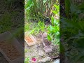 Came to eat, went to wash🦔💦, Yemek yemeye geldim, yıkanmaya gittim