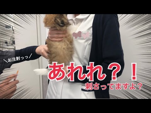 【驚愕】嫌がると思っていたワクチン接種が…。