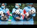 Baby panda has a really loud voice  ipanda