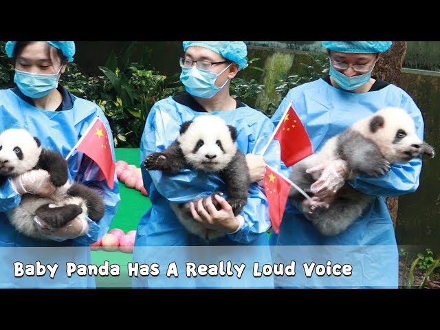 Baby Panda Has A Really Loud Voice | iPanda class=