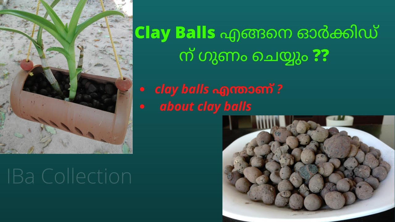 leca balls for plants Repotting Orchids using CLAY BALLS in Malayalam