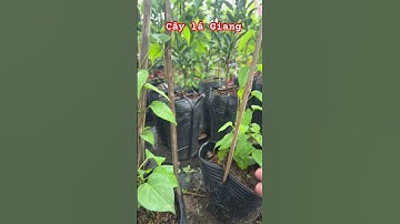 Cây lá Giang #ngocnganbentre #bonsai #shortvideo #caycanh #0386569374 #fruit #agriculture