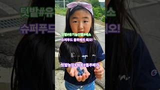 텃밭 체험#육아 #주말농장 #유기농 #블루베리#shorts
