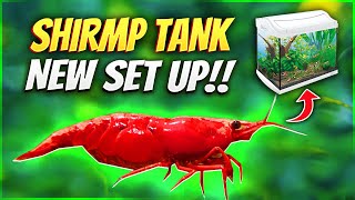 How to Set Up A Shrimp Tank