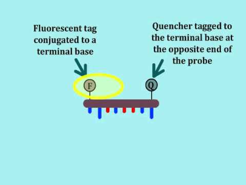 Real Time Polymerase Chain Reaction Pcr Multi Lingual Captions