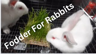 Fodder For Rabbits