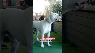 Discover the Top 10 Dog Breeds with the Strongest Bite Force in the World-Shocking PSI Results! Nr 1