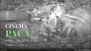 Vem pra Mata: Paca — Cinema Trilha
