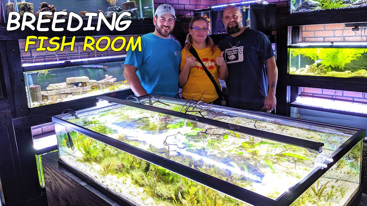 50 Gallon Low Boy Aquarium Review A Great Tank I Will