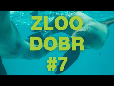 Zloo dobr z ZOO Ljubljana E7: morski lev