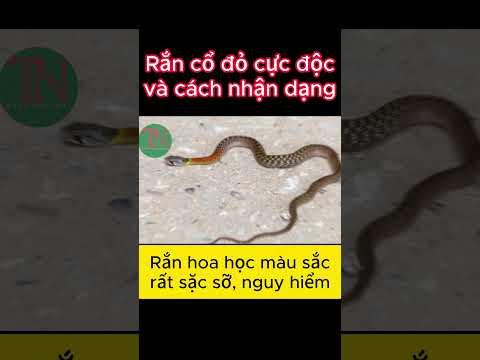 Video Identifying the extremely venomous red-necked grass snake #randoc #review #dietcontrungtannguyen ... - youtube