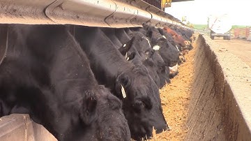 Feedyard Friday Recordkeeping