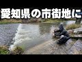【知ってた？】問題のあの魚が、こんなところまで。