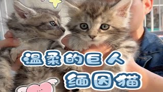 温柔的巨人银虎缅因猫它来了。