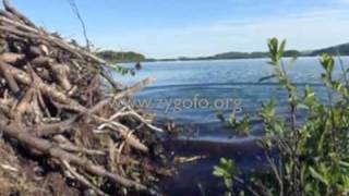 Swimming underwater into a beaver lodge