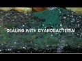 Dealing with Cyanobacteria