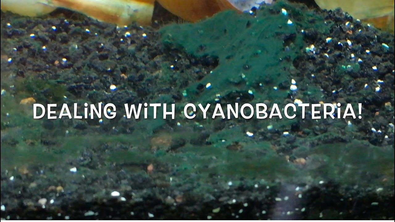 dealing with cyanobacteria youtube