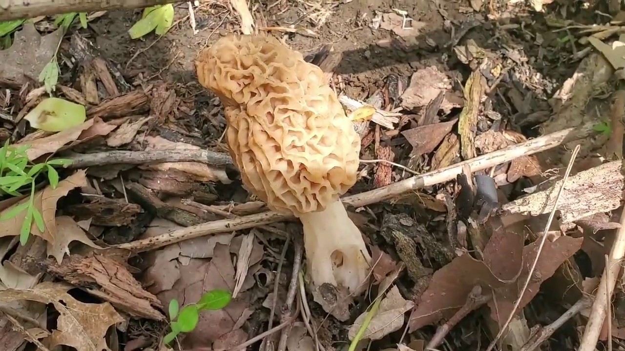 a DAY IN THE LIFE! Morel Mushroom & Detecting. YouTube