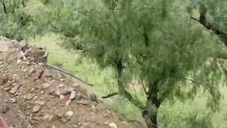 Camino a Acoyte - Santa Victoria Oeste (Salta) - Argentina