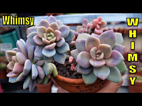 Vídeo: Quins Animals I Plantes Viuen A Mèxic