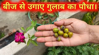 बीज से गुलाब कैसे उगाए | How to grow rose from seed in hindi | Grow rose from seed | gulab ka podha
