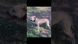 Conditioning The Apbt