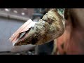 TREMBLING in PAIN ... this COWS HOOF STORY | revisiting cow 812 | The Hoof GP