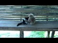 Monkey Vs Cat Muay Thai