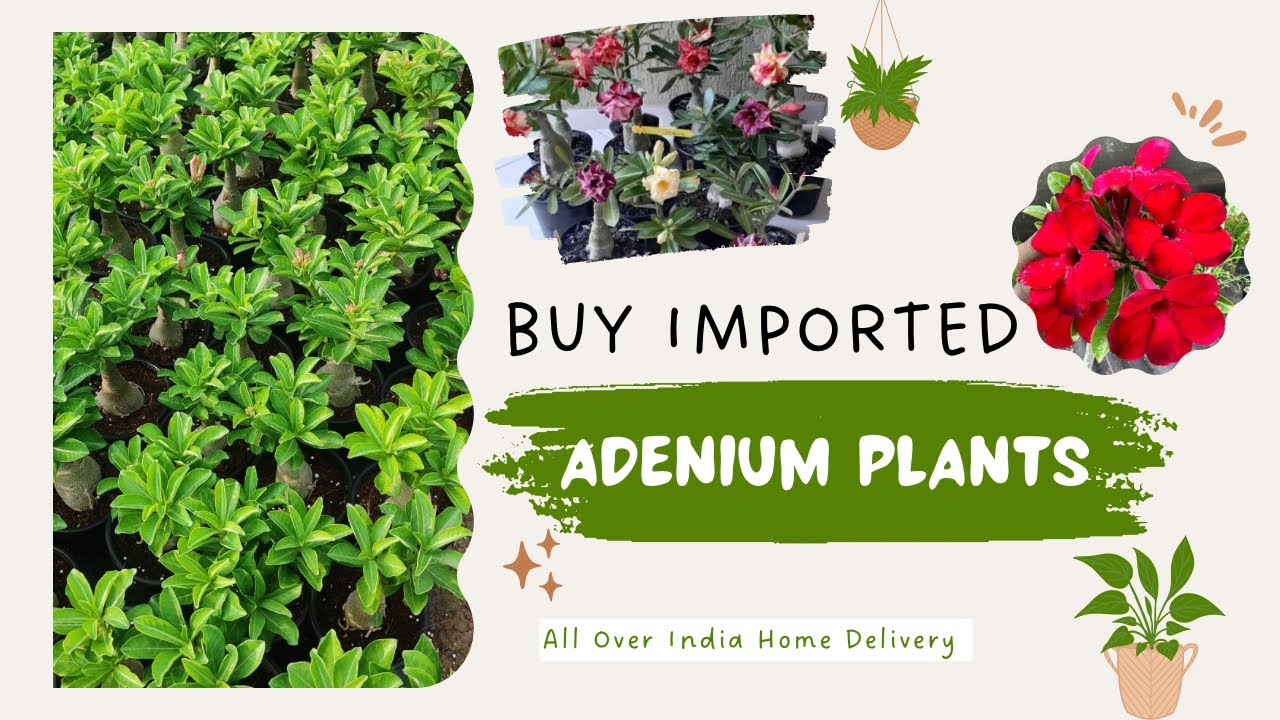 BUY IMPORTED ADENIUM PLANTS ONLINE || 400 ++ RARE COLOURS AVAILABLE ||
