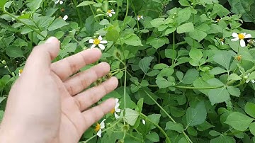 Hoa Xuyến Chi, Cây Xuyến Chi Có Ăn Được Không Và Có Tác Dụng Gì_Cuộc Sống Tây Nguyên