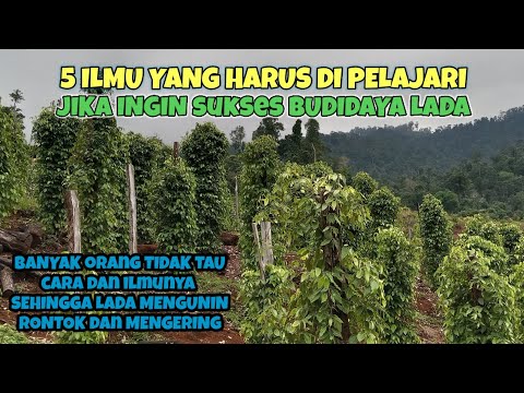 Video: Tanaman Lada Tidak Berproduksi - Alasan Tanaman Lada Tanpa Bunga Atau Buah