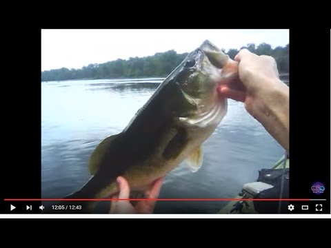BIG BASS Fishing on the Savannah River, Largemouth and Smallmouth Bass, 24 AUG 2014 - YouTube