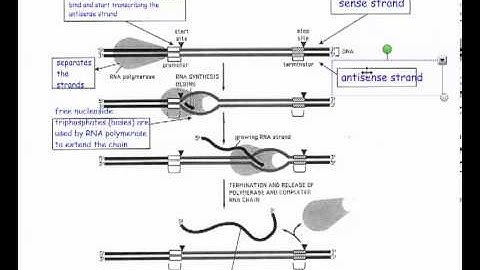 Details of Transcription (Part 2) (IB Bio HL)