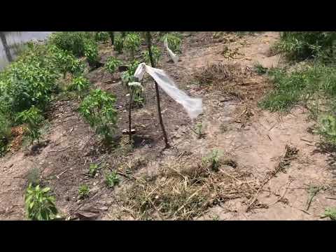 Video: Thông tin về cây Yellowhorn - Tìm hiểu về Quả hạch của cây Yellowhorn