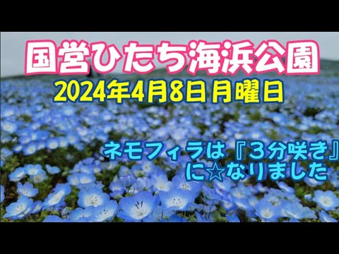 【茨城ツアー】ひたち海浜公園のネモフィラは『３分咲き』になりました☆