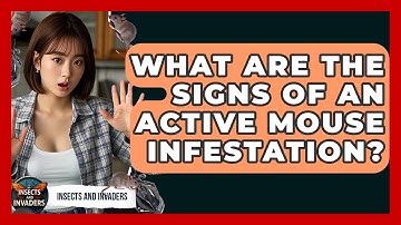 What Are The Signs Of An Active Mouse Infestation? - Insects and Invaders