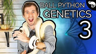 Ball Python Genetics 3: Single Gene Crosses