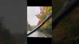 Seattle Rain #rainsounds #shorts #seattle #asmr