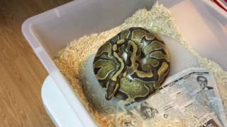 Ball python clutch 7