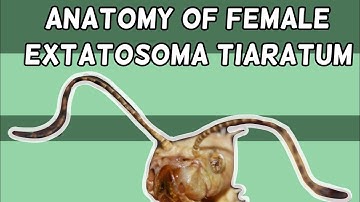 The Anatomy Of The Female Giant Prickly Stick Insect- PART 1: External Anatomy