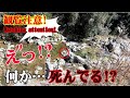 【観覧注意】渓流の岩の上で…何か死んでる! 事故か…襲われたのか!もしかして行き倒れ…それとも新型コ〇ナの影響か!