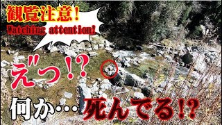 【観覧注意】渓流の岩の上で…何か死んでる! 事故か…襲われたのか!もしかして行き倒れ…それとも新型コ〇ナの影響か!