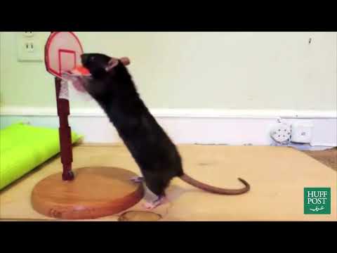 Video: Cara Melatih Tikus