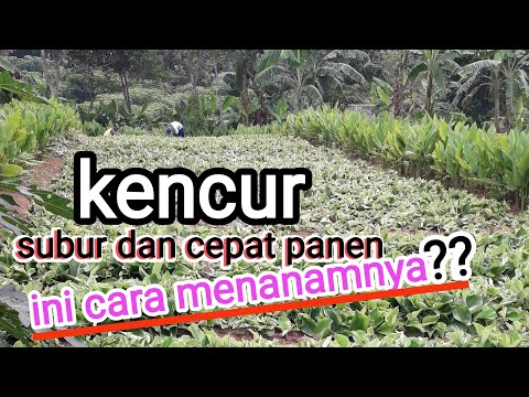 Biji Kencur