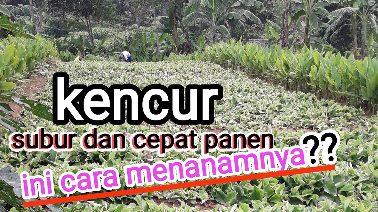 cara menanam kencur agar cepat panen dilahan terbuka.kencur petani 