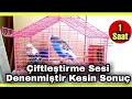 Muhabbet Kuşu Çiftleştirme ( Kızıştırma ) Sesi Tam Bir Saat Kesin Sonuç