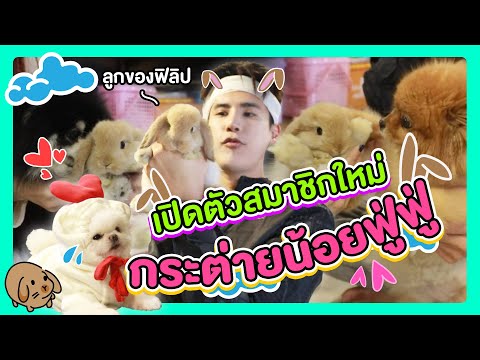 ขอต้อนรับลูกสาวตัวใหม่?! น้องฟูฟู่กระต่ายน้อยหูตก (คือหน้าเหมือนพ่อมากๆ ฮาๆ)